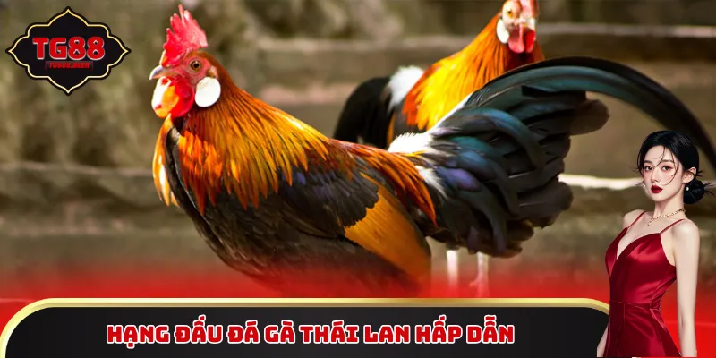 Hạng đấu đá gà Thái Lan hấp dẫn