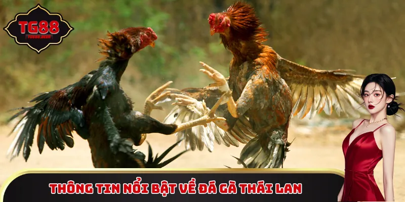 Thông tin nổi bật về đá gà Thái Lan