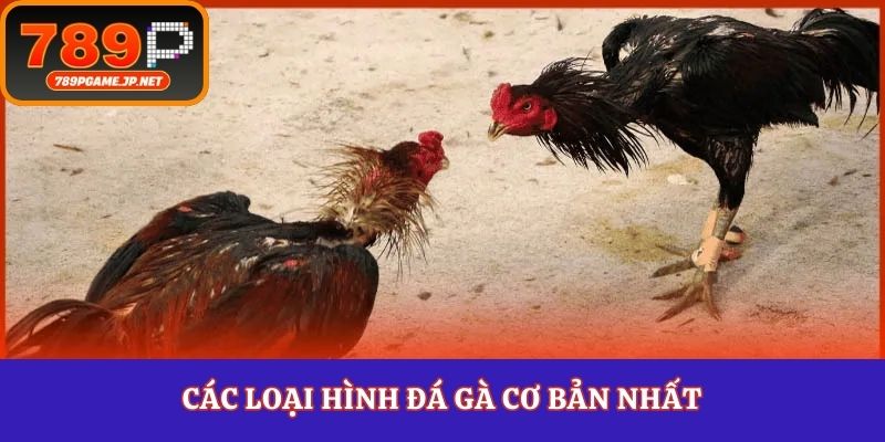 Các loại hình đá gà cơ bản nhất