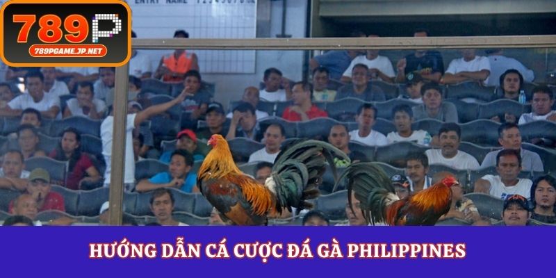 Hướng dẫn cá cược đá gà Philippines